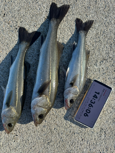 シーバスの釣果