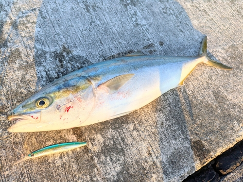 ハマチの釣果