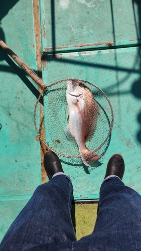 タイの釣果