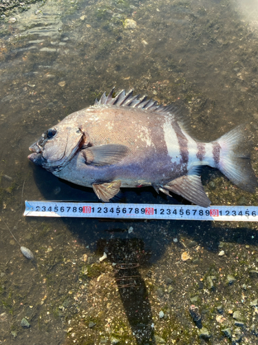 イシダイの釣果