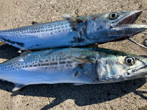 サゴシの釣果