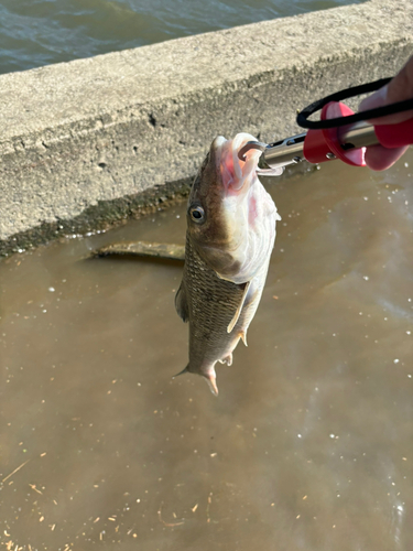 ニゴイの釣果