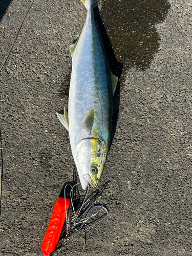 ワラサの釣果