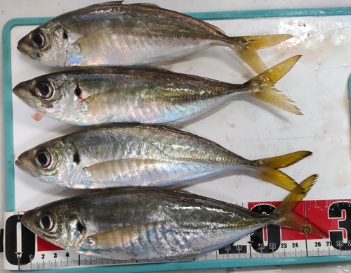 アジの釣果