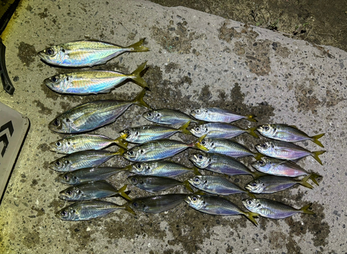 アジの釣果