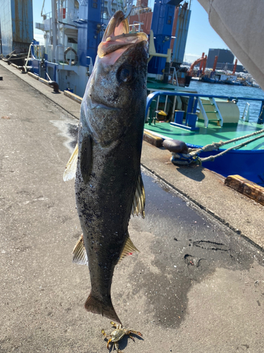 スズキの釣果