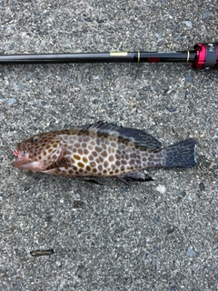 オオモンハタの釣果