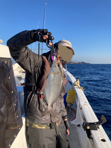 カンパチの釣果