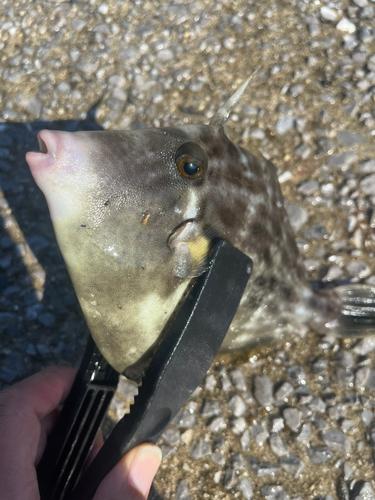 カワハギの釣果