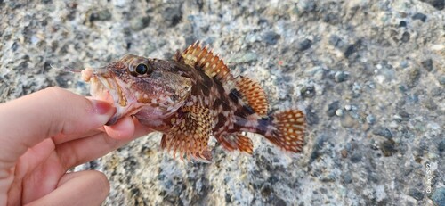 カサゴの釣果