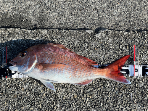 マダイの釣果