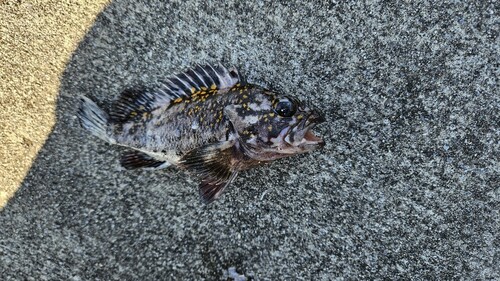 オウゴンムラソイの釣果