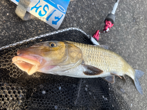 ニゴイの釣果