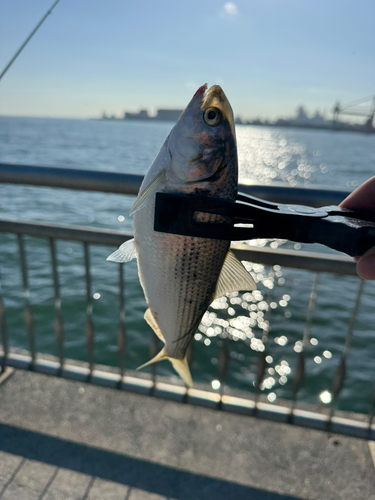 コノシロの釣果