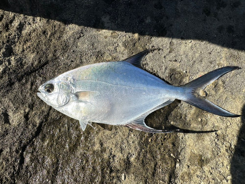 コバンアジの釣果