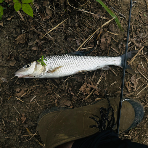 ニゴイの釣果