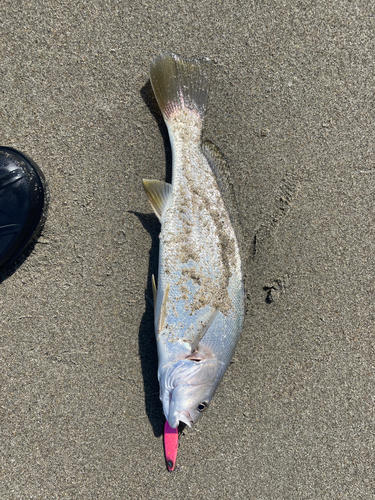 ニベの釣果