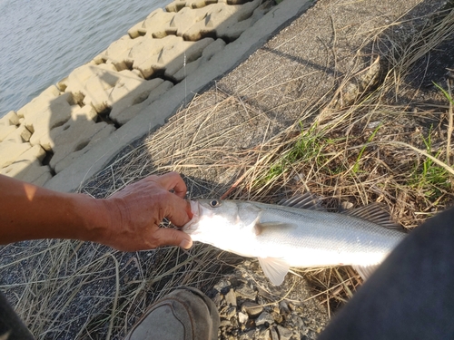 フッコ（マルスズキ）の釣果