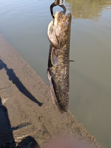 マナマズの釣果