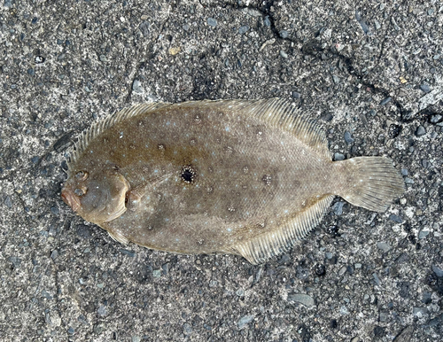 ガンゾウビラメの釣果