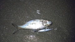 コノシロの釣果