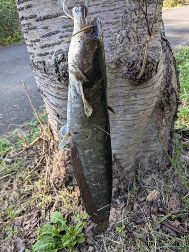 マナマズの釣果