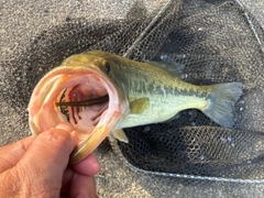 ラージマウスバスの釣果