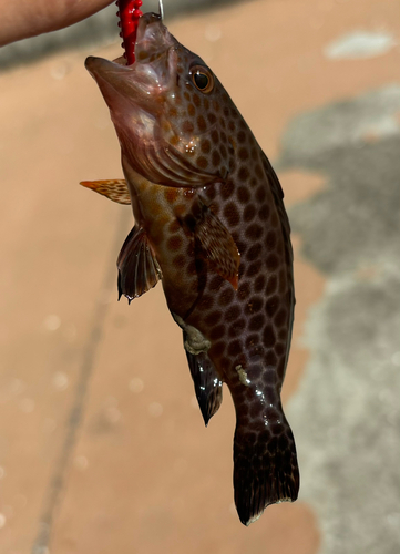 オオモンハタの釣果