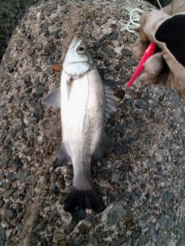 セイゴ（ヒラスズキ）の釣果