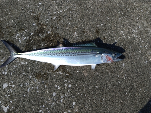 サゴシの釣果