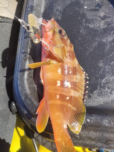 アカハタの釣果