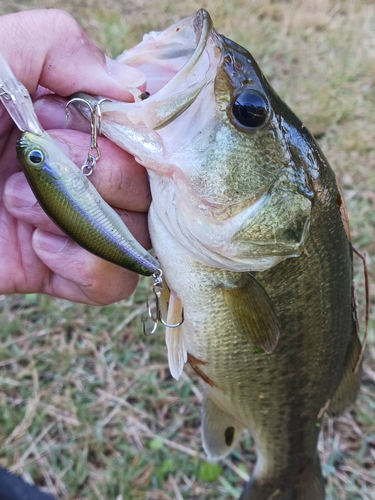 ラージマウスバスの釣果