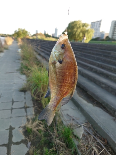 鹿浜橋