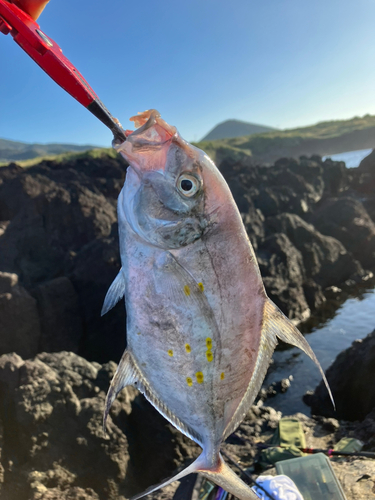 ナンヨウカイワリの釣果