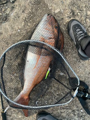 タモロコの釣果