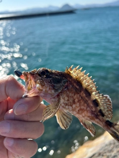 カサゴの釣果