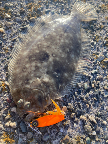 ガンゾウビラメの釣果