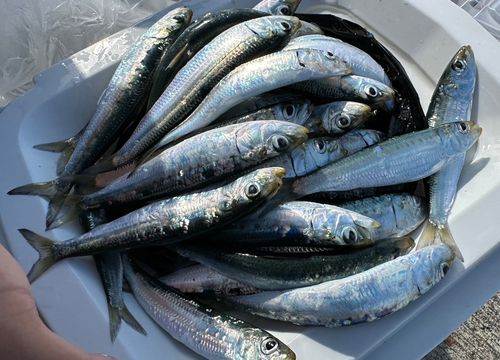 イワシの釣果