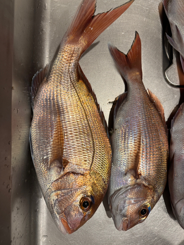 マダイの釣果