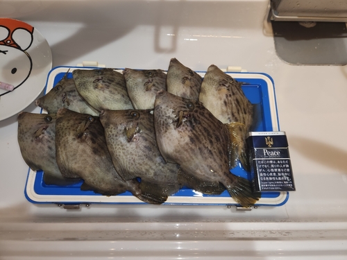 カワハギの釣果