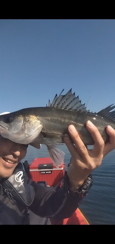 スズキの釣果