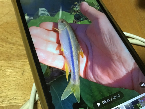 カワムツの釣果