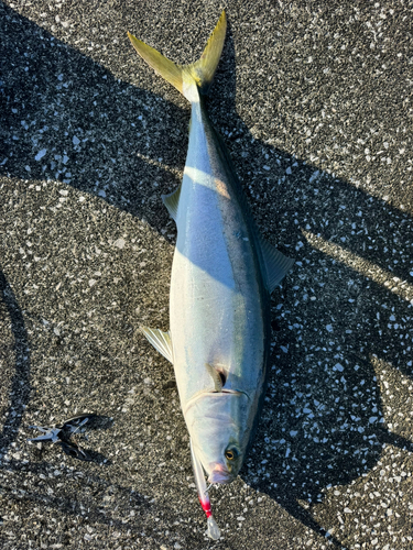 ブリの釣果