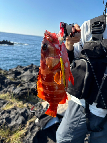 アカハタの釣果