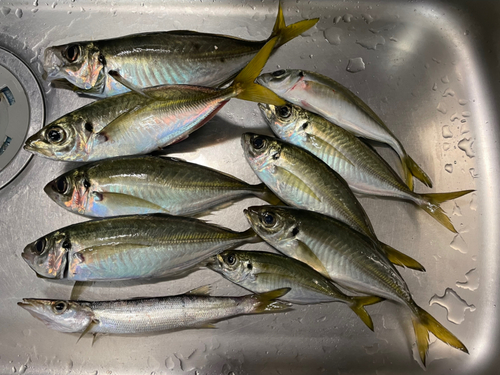 アジの釣果