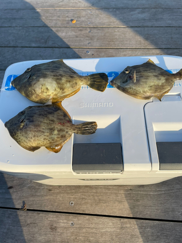 カワハギの釣果