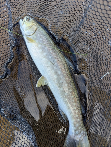 アメマスの釣果