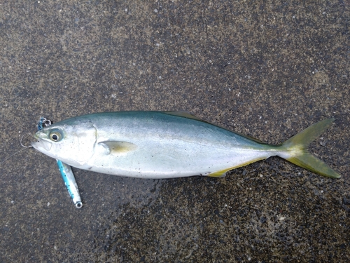 ワカシの釣果