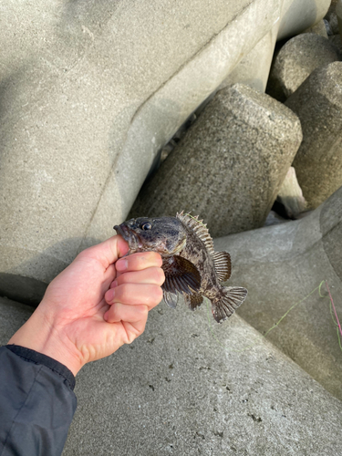 アイゴの釣果