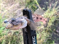 ウロハゼの釣果